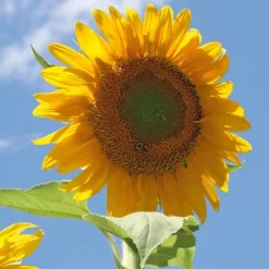 Back To The Roots 5pk Organic USA Flower Seeds -Deals Patio Elegance Store GUEST 00fe6079 8f7b 4c04 ada9 860c92cb4426