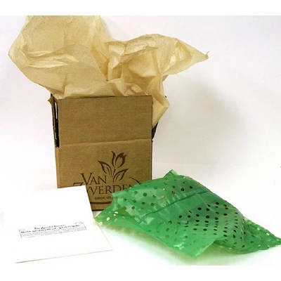 Van Zyverden Amaryllis Multicolored Blossom Peacock Flower Bulb 2 Van Zyverden Amaryllis Multicolored Blossom Peacock Flower Bulb - Image 2