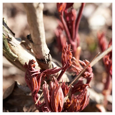 Peonies Festiva Maxima Set Of 3 Roots - White - Van Zyverden 1 Peonies Festiva Maxima Set Of 3 Roots - White - Van Zyverden
