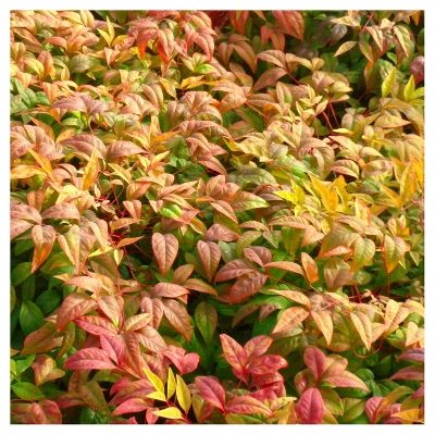 Nandina 'Fire Power' 1pc - National Plant Network - U.S.D.A. Hardiness Zones 6 - 10 1 Nandina 'Fire Power' 1pc - National Plant Network - U.S.D.A. Hardiness Zones 6 - 10