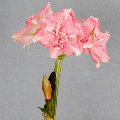 Van Zyverden Amaryllis Pink Double Time Flower Bulb 3 Van Zyverden Amaryllis Pink Double Time Flower Bulb - Image 3