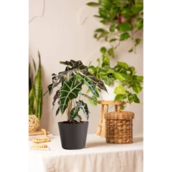 Live Alocasia Polly Elephant Ear Plant In 6" Standard Black Planter 5 Live Alocasia Polly Elephant Ear Plant In 6" Standard Black Planter -Deals Patio Elegance Store GUEST 1a57a8e3 283f 4f4f 85a1 bf09f6a06207