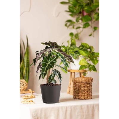Live Alocasia Polly Elephant Ear Plant In 6" Standard Black Planter 3 Live Alocasia Polly Elephant Ear Plant In 6" Standard Black Planter - Image 3