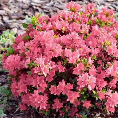 2.5qt Coral Bell Azalea Plant With Pink Blooms - National Plant Network 2 2.5qt Coral Bell Azalea Plant With Pink Blooms - National Plant Network - Image 2