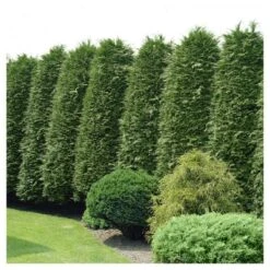 Cypress 'Leyland' 1pc - National Plant Network U.S.D.A Hardiness Zone 5-9 - 2.5 Quart -Deals Patio Elegance Store GUEST 202d0517 5d47 464c b9a1 f897aacd94da