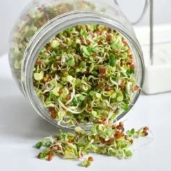 Tribest GEO Sprouting Jar System With Stainless Steel Rack And Ceramic Base Plate – Clear -Deals Patio Elegance Store GUEST 233561dd d0c4 4b22 8d23 695e494c00e1