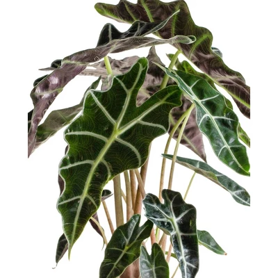 Live Alocasia Polly Elephant Ear Plant In 6" Standard Black Planter 2 Live Alocasia Polly Elephant Ear Plant In 6" Standard Black Planter - Image 2