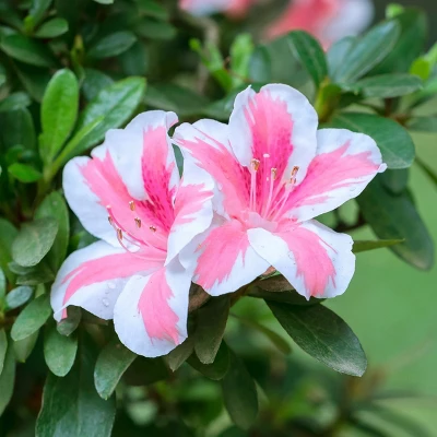 Azalea 'Conversation' U.S.D.A. Hardiness Zones 7-11 - 1pc - Cottage Hill 2 Azalea 'Conversation' U.S.D.A. Hardiness Zones 7-11 - 1pc - Cottage Hill - Image 2