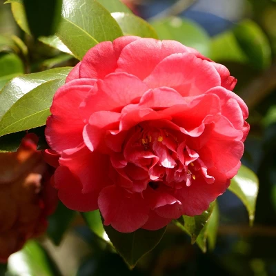 2.5qt Blood Of China Camellia Japonica Plant With Red Blooms - National Plant Network 4 2.5qt Blood Of China Camellia Japonica Plant With Red Blooms - National Plant Network - Image 4