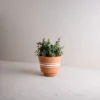 Multi White Stripe Terracotta Planter - Foreside Home & Garden