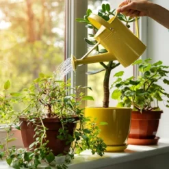 Back To The Roots All Purpose Plant Food 1.5lb 23 Back To The Roots All Purpose Plant Food 1.5lb -Deals Patio Elegance Store GUEST 2be3a9ba 855d 4f3e 931f 9753742bcc07