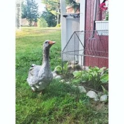 Gardener’s Supply Company Chicken Wire Crop Coop | Protection Against Birds And Wild Animals | Rust- Resistant With Easy-Access Roof Panel For Quick -Deals Patio Elegance Store GUEST 2e222d4e 8228 483e bc2b 5bb34a7e99c6