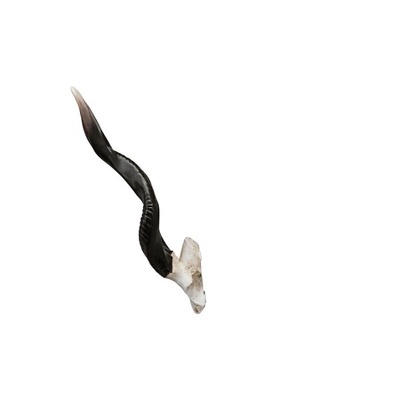 Design Toscano Kudu African Wall Trophy 5 Design Toscano Kudu African Wall Trophy - Image 5