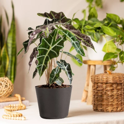 Live Alocasia Polly Elephant Ear Plant In 6" Standard Black Planter 1 Live Alocasia Polly Elephant Ear Plant In 6" Standard Black Planter