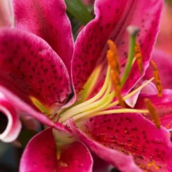Lilies Oriental Stargazer - Set Of 12 Bulbs - Van Zyverden -Deals Patio Elegance Store GUEST 3488fe45 46ff 4f1d 9d94 c5b992153165