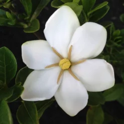 2.25gal Daisy Gardenia Plant White Blooms - National Plant Network -Deals Patio Elegance Store GUEST 387c9553 17cb 46c7 b254 5d67e6e6b27c