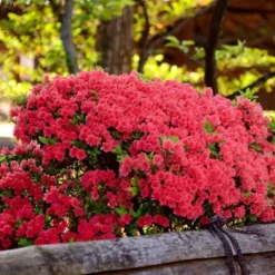 2.25gal Fashion Azalea Plant With Red Blooms - National Plant Network