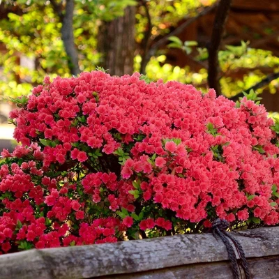 2.25gal Fashion Azalea Plant With Red Blooms - National Plant Network 1 2.25gal Fashion Azalea Plant With Red Blooms - National Plant Network