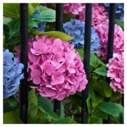 Hydrangea 'LA Dreamin' 3pc - National Plant Network - U.S.D.A. Hardiness Zones 5 - 10 -Deals Patio Elegance Store GUEST 4313d3ac d141 42cb ab4c 380570545341
