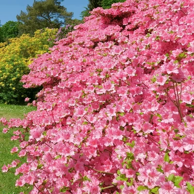 Encore 1pc Azalea Autumn Debutante - National Plant Network 2 Encore 1pc Azalea Autumn Debutante - National Plant Network - Image 2