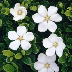 2.25gal Daisy Gardenia Plant White Blooms - National Plant Network -Deals Patio Elegance Store GUEST 5c627269 96d8 448a bbda 311c60641752