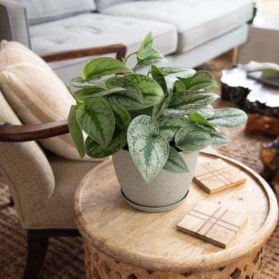 Silver Satin Pothos - National Plant Network 2 Silver Satin Pothos - National Plant Network - Image 2