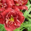 3ct Daylily Stellar Double Rose Roots - Van Zyverden
