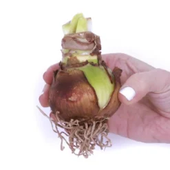 Van Zyverden Amaryllis Multicolored Blossom Peacock Flower Bulb 5 Van Zyverden Amaryllis Multicolored Blossom Peacock Flower Bulb -Deals Patio Elegance Store GUEST 600e2570 7273 44d4 a410 4ad4f3dec2d8 3