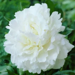 Van Zyverden Set Of 3 Roots Peonies Mother's Choice