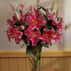 Lilies Oriental Stargazer - Set Of 12 Bulbs - Van Zyverden -Deals Patio Elegance Store GUEST 647ee1bc fec8 4219 94e1 a73483908bd4