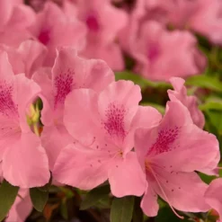 Encore 1pc Azalea Autumn Debutante - National Plant Network