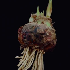 Van Zyverden Amaryllis Pink Double Time Flower Bulb 13 Van Zyverden Amaryllis Pink Double Time Flower Bulb -Deals Patio Elegance Store GUEST 7580982a c45e 49ec bd7b d08b77e0a4e1