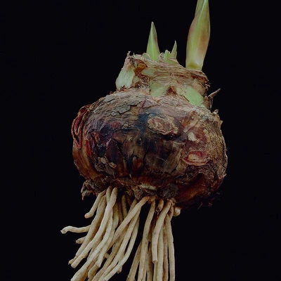 Van Zyverden Amaryllis Pink Double Time Flower Bulb 7 Van Zyverden Amaryllis Pink Double Time Flower Bulb - Image 7