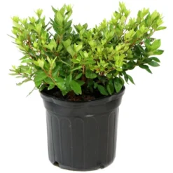 2.25gal Coral Bell Azalea Plant With Pink Blooms - National Plant Network