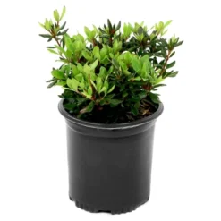 2.5qt Girard Crimson Azalea Plant With Red Blooms - National Plant Network 5 2.5qt Girard Crimson Azalea Plant With Red Blooms - National Plant Network -Deals Patio Elegance Store GUEST 7d0d9027 d1a6 466c aa22 600cdf628516
