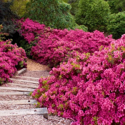 2.25gal Rene Michelle Azalea Plant With Pink Blooms - National Plant Network 1 2.25gal Rene Michelle Azalea Plant With Pink Blooms - National Plant Network