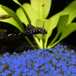 Solar Garden Stones - 500-Pack Glow In The Dark Pathway Pebble Lights - Decorative Glowing Rocks For Flowerbeds And Walkways By Pure Garden (Blue) 7 Solar Garden Stones - 500-Pack Glow In The Dark Pathway Pebble Lights - Decorative Glowing Rocks For Flowerbeds And Walkways By Pure Garden (Blue) -Deals Patio Elegance Store GUEST 8adef7ee 7d39 44c7 aded 22435182b7cd