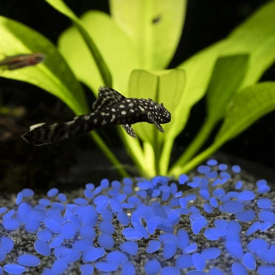 Solar Garden Stones - 500-Pack Glow In The Dark Pathway Pebble Lights - Decorative Glowing Rocks For Flowerbeds And Walkways By Pure Garden (Blue) 3 Solar Garden Stones - 500-Pack Glow In The Dark Pathway Pebble Lights - Decorative Glowing Rocks For Flowerbeds And Walkways By Pure Garden (Blue) - Image 3