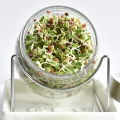 Tribest GEO Sprouting Jar System With Stainless Steel Rack And Ceramic Base Plate – Clear -Deals Patio Elegance Store GUEST 8c36ed12 8655 4380 a14f 4391e00c9ebb