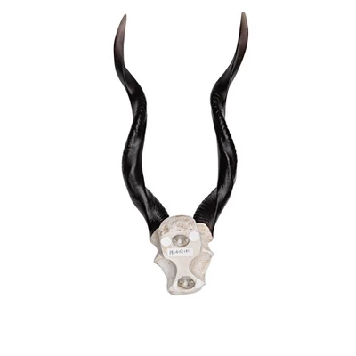 Design Toscano Kudu African Wall Trophy 6 Design Toscano Kudu African Wall Trophy - Image 6