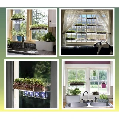 Window Garden Microgreen Organic Wheatgrass 3 Pack Refill 2 Window Garden Microgreen Organic Wheatgrass 3 Pack Refill - Image 2