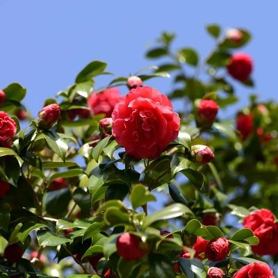 2.5qt Blood Of China Camellia Japonica Plant With Red Blooms - National Plant Network 1 2.5qt Blood Of China Camellia Japonica Plant With Red Blooms - National Plant Network