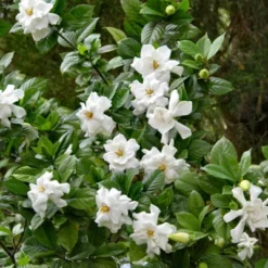 2.25gal Frostproof Gardenia Plant White Blooms - National Plant Network 5 2.25gal Frostproof Gardenia Plant White Blooms - National Plant Network -Deals Patio Elegance Store GUEST a4f5a0ae 7fe0 41a4 8912 59a043193636