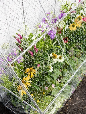 Gardener’s Supply Company Chicken Wire Cloche Flat Back Crop Coop | Sturdy Metal Flower, Garden Plants, And Backyard Vegetables Cover Protector | 20"D 3 Gardener’s Supply Company Chicken Wire Cloche Flat Back Crop Coop | Sturdy Metal Flower, Garden Plants, And Backyard Vegetables Cover Protector | 20"D - Image 3