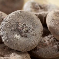 Van Zyverden Set Of 5 Bulbs Cyclamen Coum