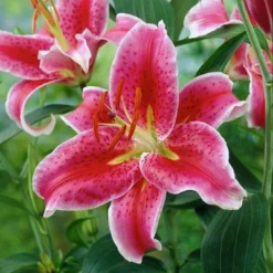 Lilies Oriental Stargazer - Set Of 12 Bulbs - Van Zyverden -Deals Patio Elegance Store GUEST a9c96aa9 a1ce 441d 8a43 c61f1369f692