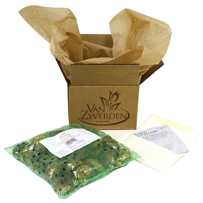 Tulips Economy Medley Of Varieties Set Of 100 Bulbs - Van Zyverden 2 Tulips Economy Medley Of Varieties Set Of 100 Bulbs - Van Zyverden - Image 2