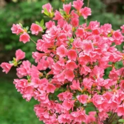 2.5qt Coral Bell Azalea Plant With Pink Blooms - National Plant Network 5 2.5qt Coral Bell Azalea Plant With Pink Blooms - National Plant Network -Deals Patio Elegance Store GUEST b0c70261 7c7d 426a 881c 53b86f4027cc