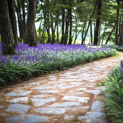 15pc Variegated Liriope - National Plant Network 3 15pc Variegated Liriope - National Plant Network - Image 3