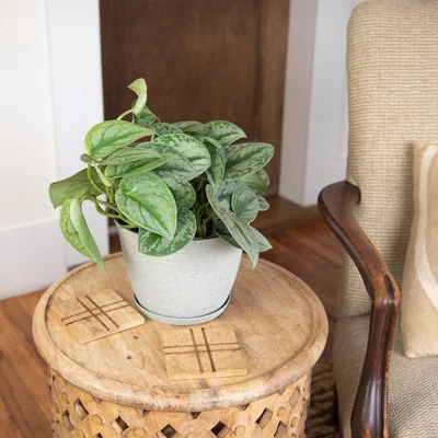 Silver Satin Pothos - National Plant Network 3 Silver Satin Pothos - National Plant Network - Image 3